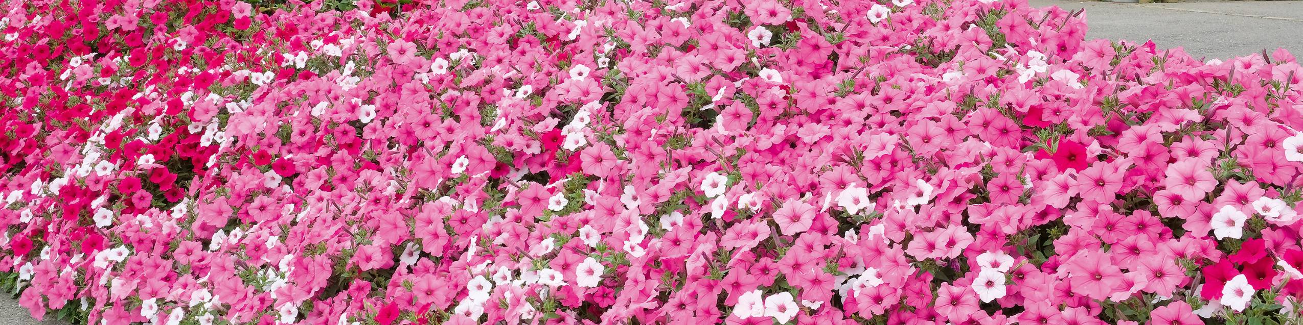 Fruehling